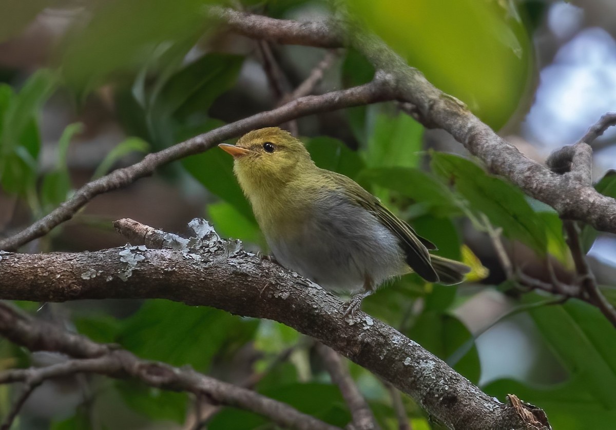 Laura's Woodland-Warbler - ML622859049