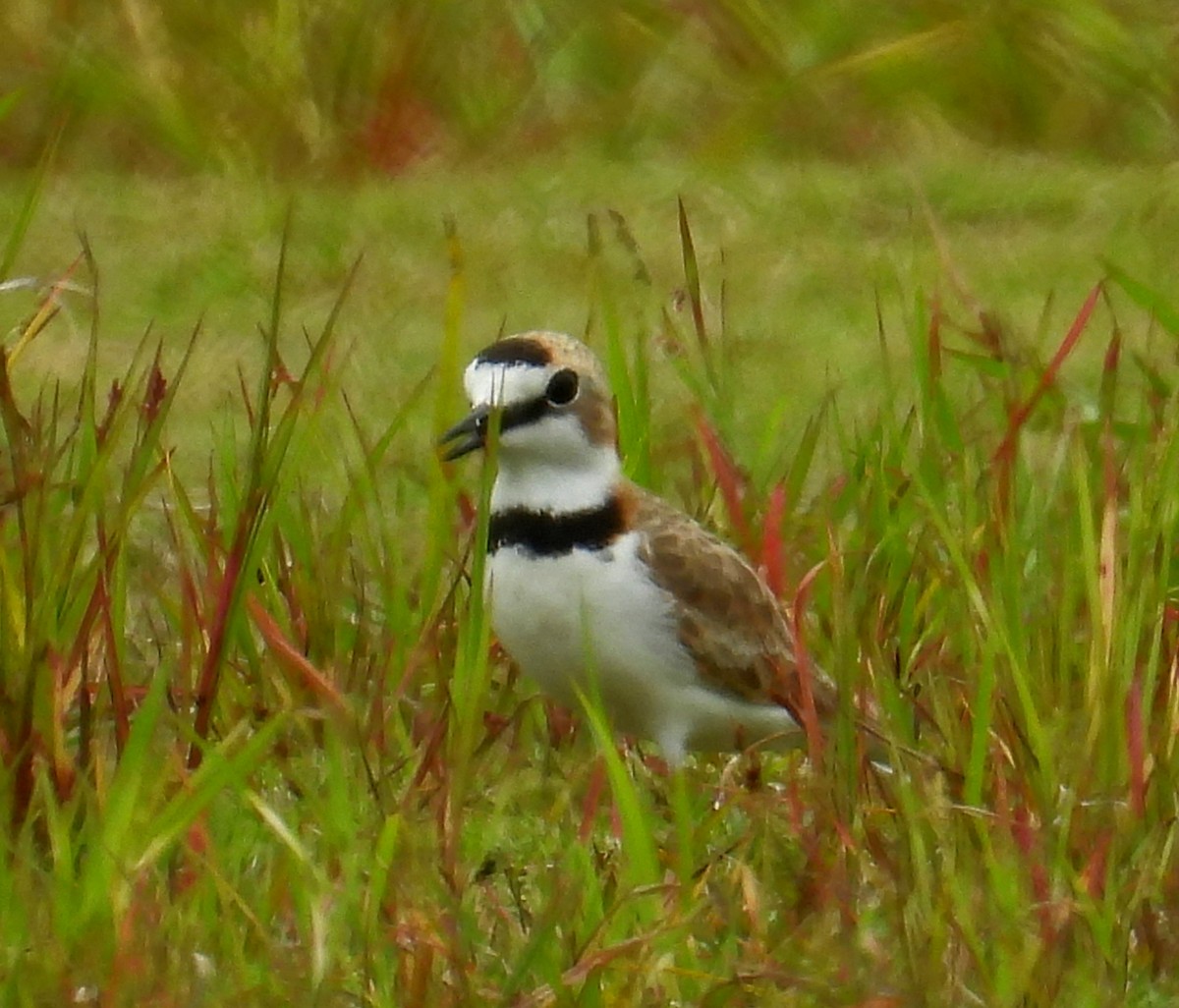 Collared Plover - ML622859054