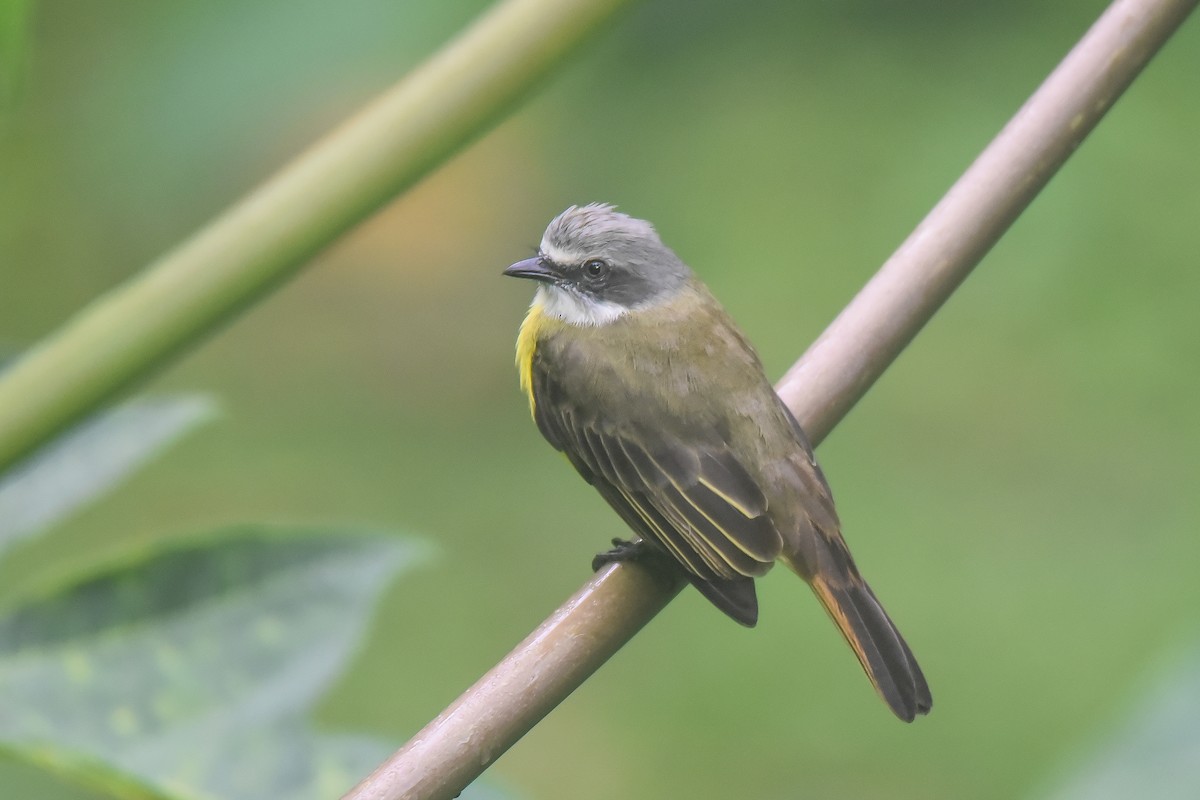 Gray-capped Flycatcher - Cedrik von Briel