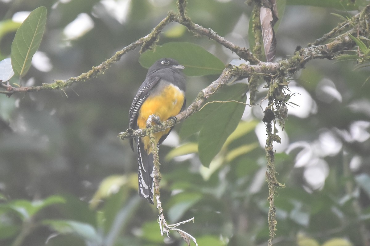 trogon podvazkový - ML622859092