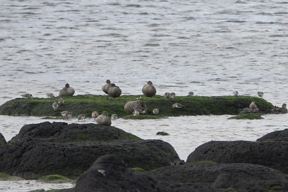 Red-necked Stint - ML622859094