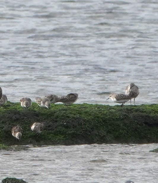 Sanderling - John Beckworth