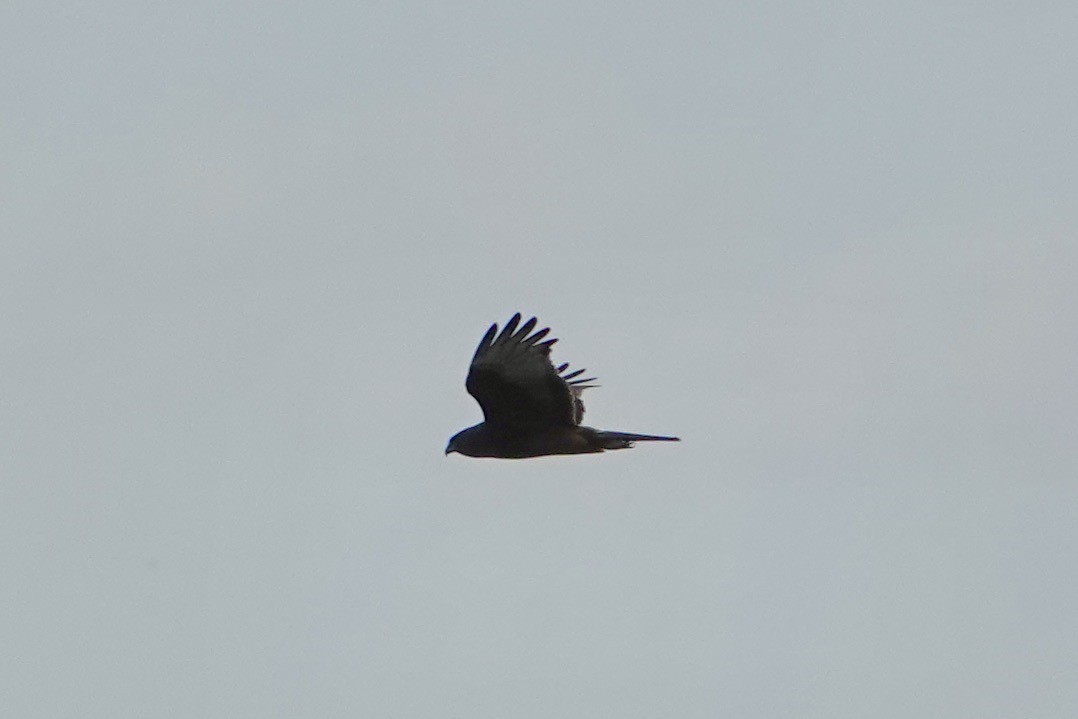 Swamp Harrier - ML622859122