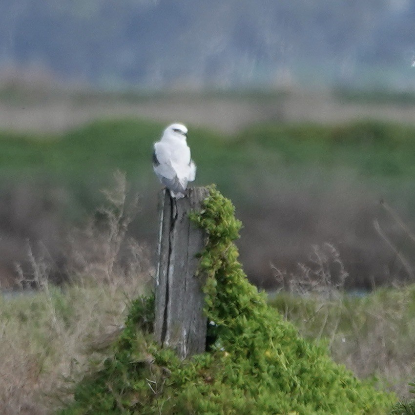 Black-shouldered Kite - John Beckworth