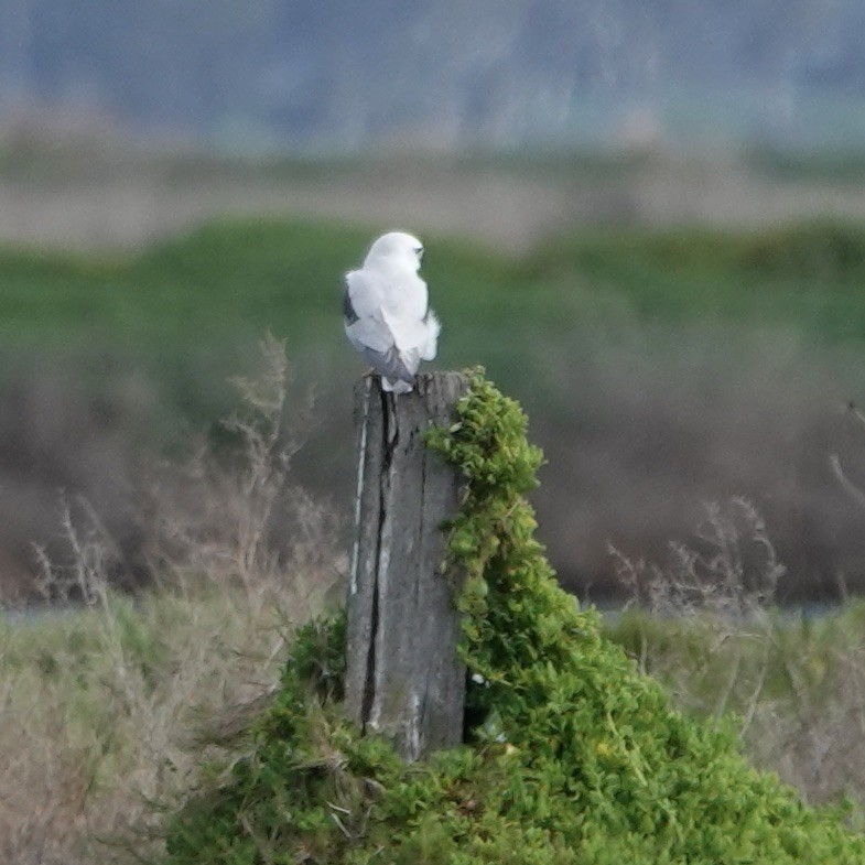 Black-shouldered Kite - ML622859126