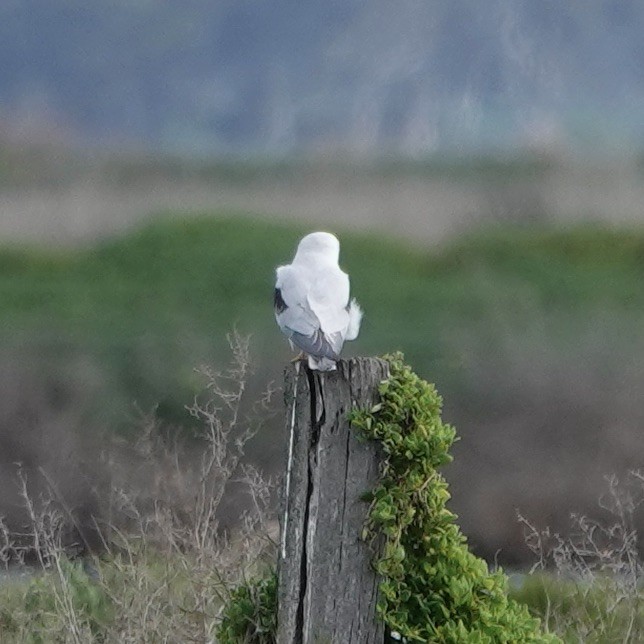 Black-shouldered Kite - ML622859129