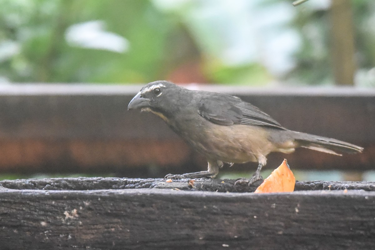 Cinnamon-bellied Saltator - Cedrik von Briel