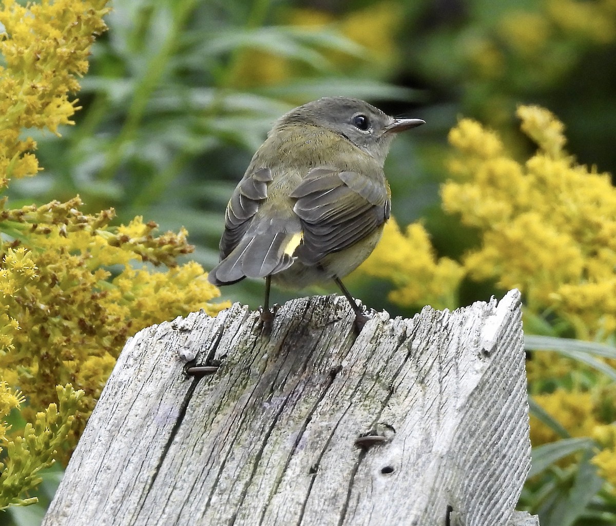 American Redstart - ML622859156