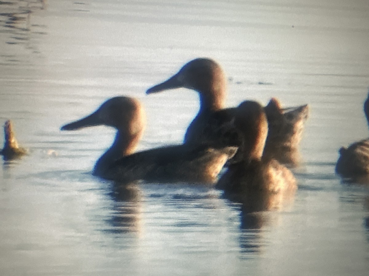 Northern Shoveler - Gak Stonn