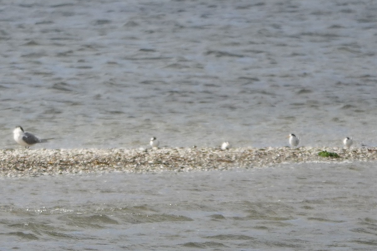 Australian Fairy Tern - ML622859171