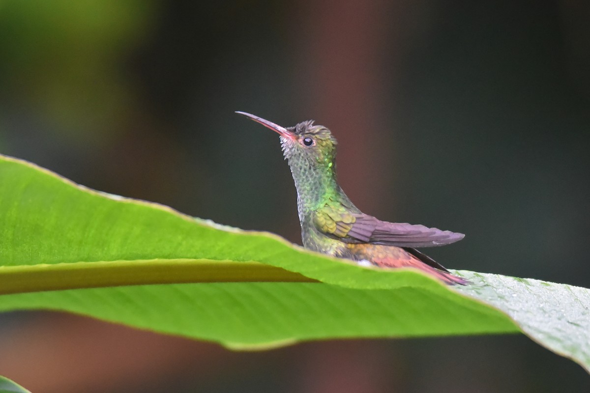 Rufous-tailed Hummingbird - ML622859173