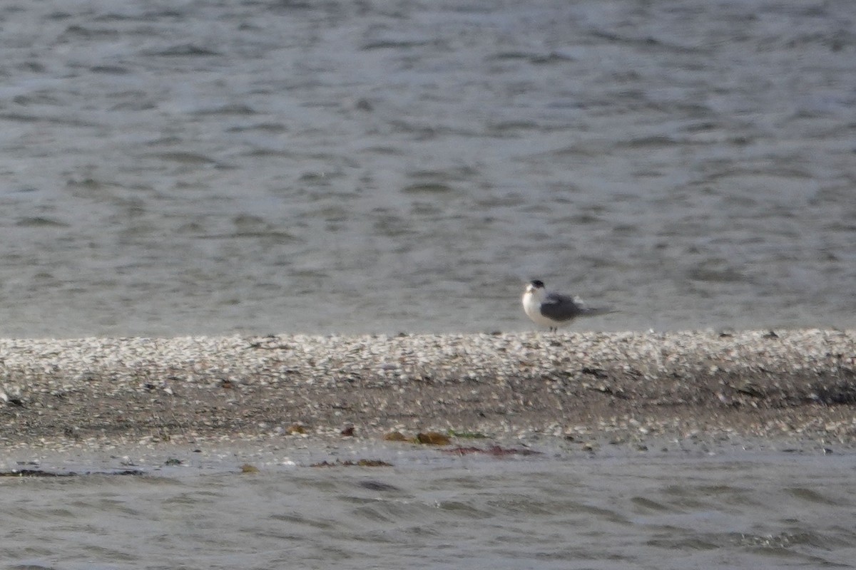 Whiskered Tern - ML622859174