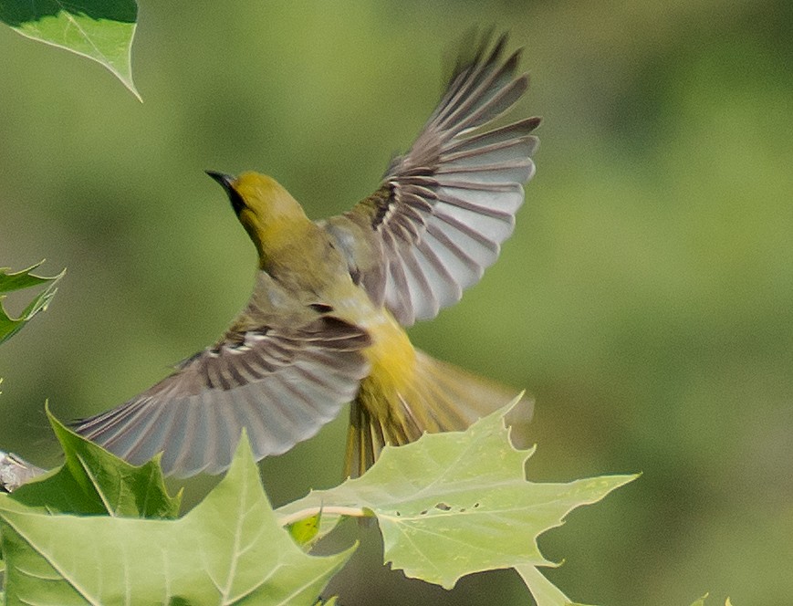 Orchard Oriole - Jack and Shirley Foreman