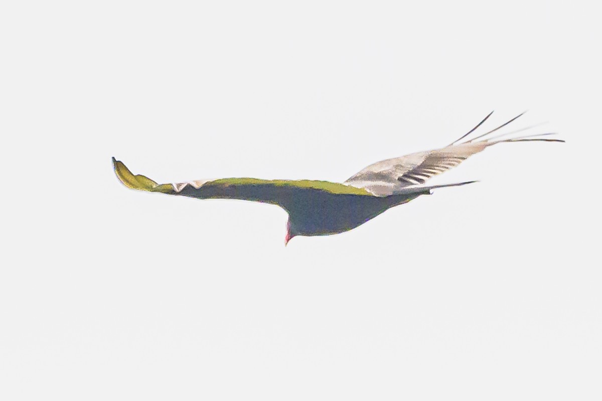 Turkey Vulture - ML622859312