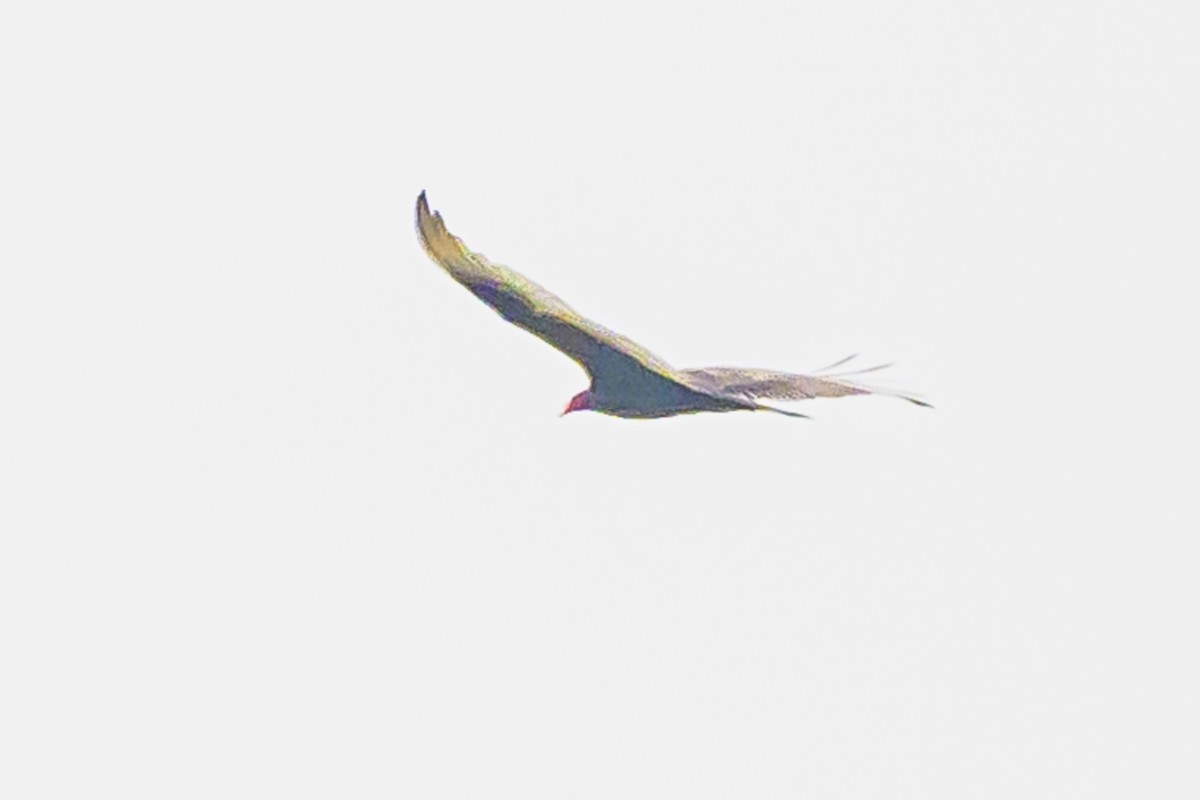 Turkey Vulture - ML622859314