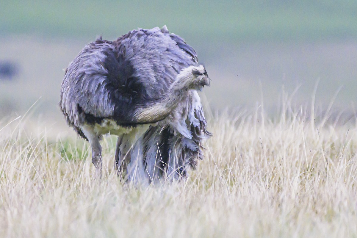 Greater Rhea - ML622859315