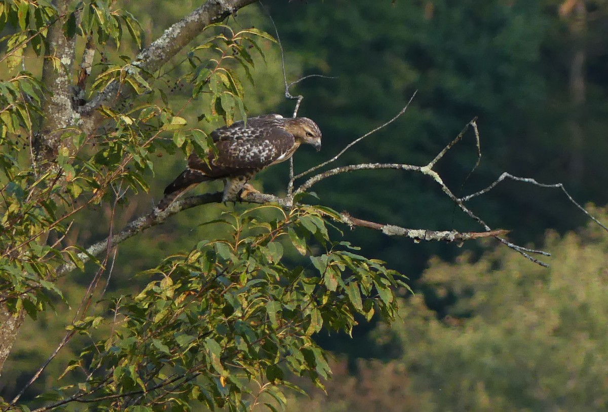 Red-tailed Hawk - ML622859316