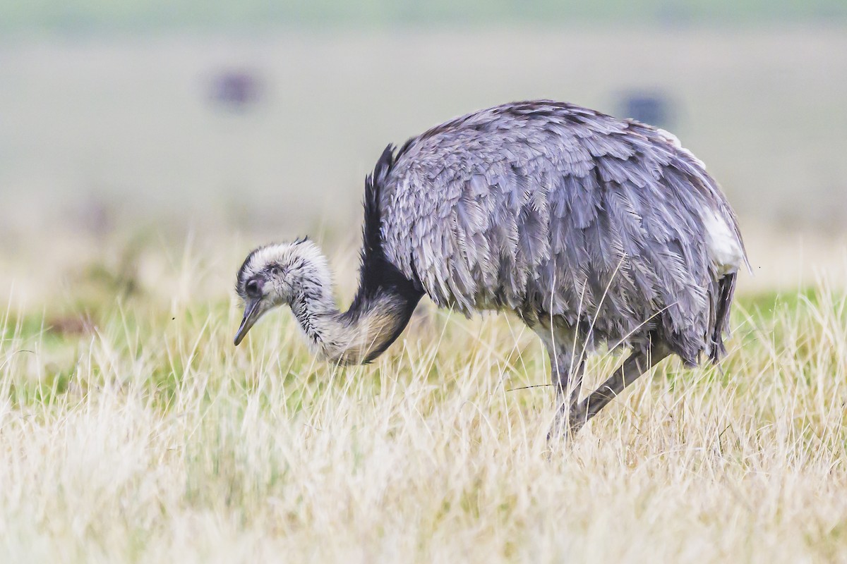 Greater Rhea - ML622859318