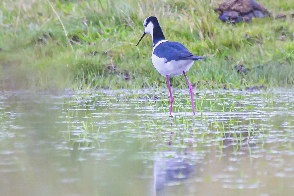 Black-necked Stilt - ML622859320