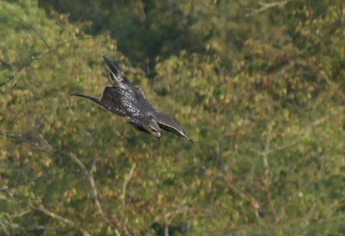 Red-tailed Hawk - ML622859323