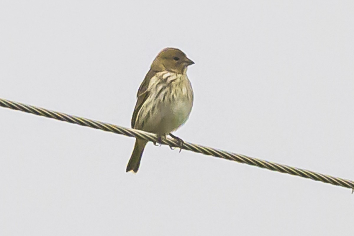 Saffron Finch - ML622859334