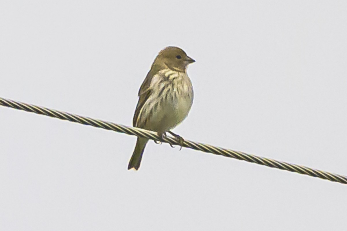 Saffron Finch - ML622859335
