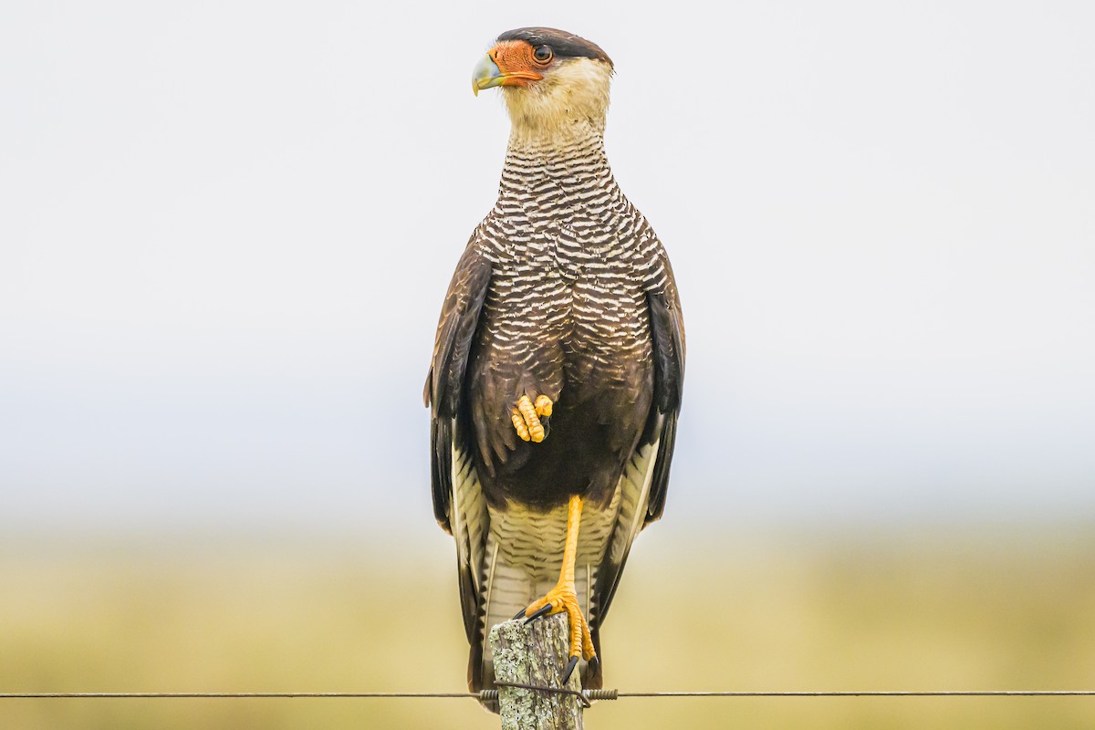 Crested Caracara - ML622859342