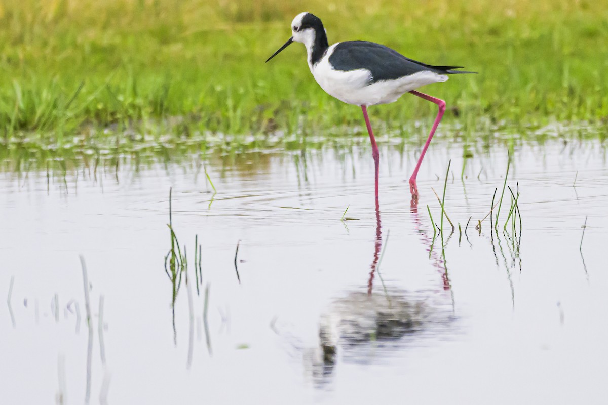 Black-necked Stilt - ML622859344