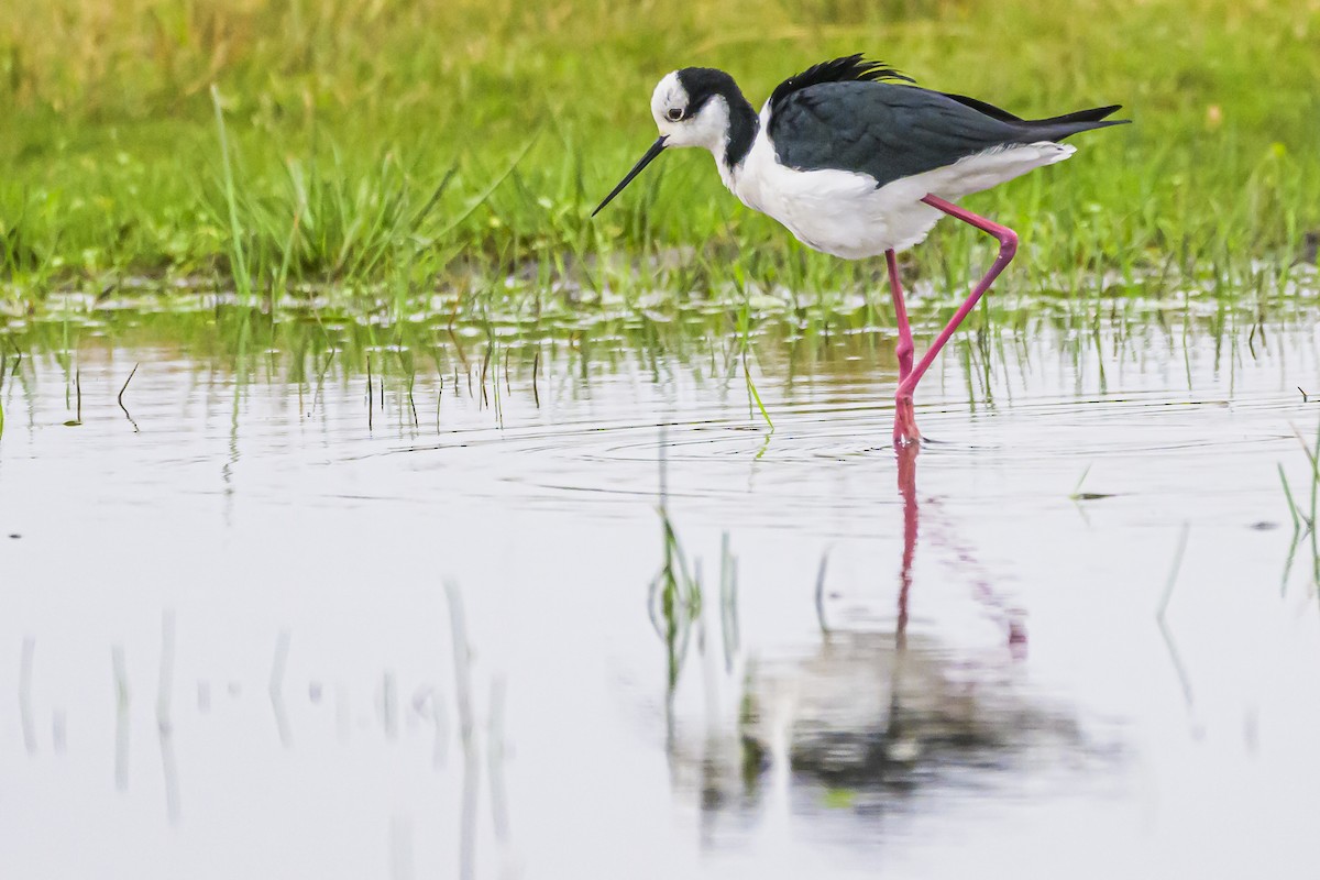 Black-necked Stilt - ML622859345