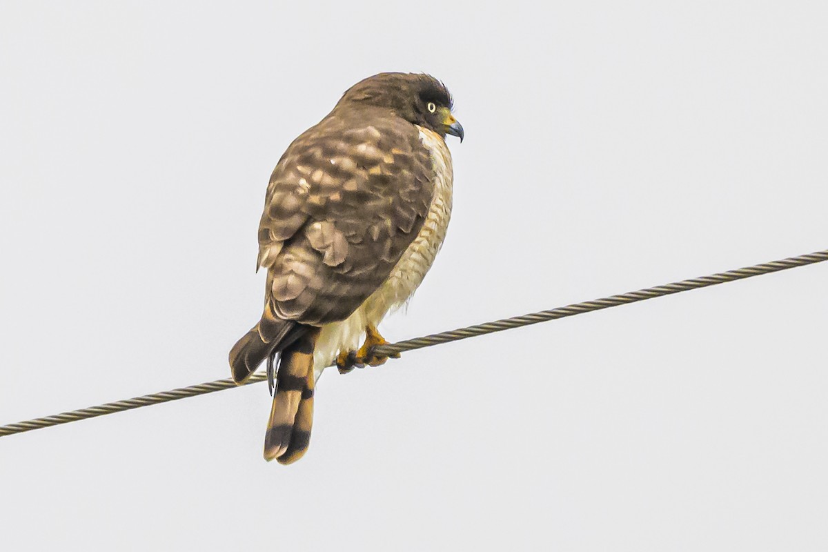Roadside Hawk - ML622859348