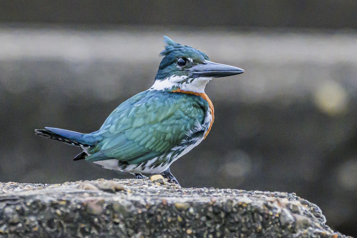 Amazon Kingfisher - ML622859351
