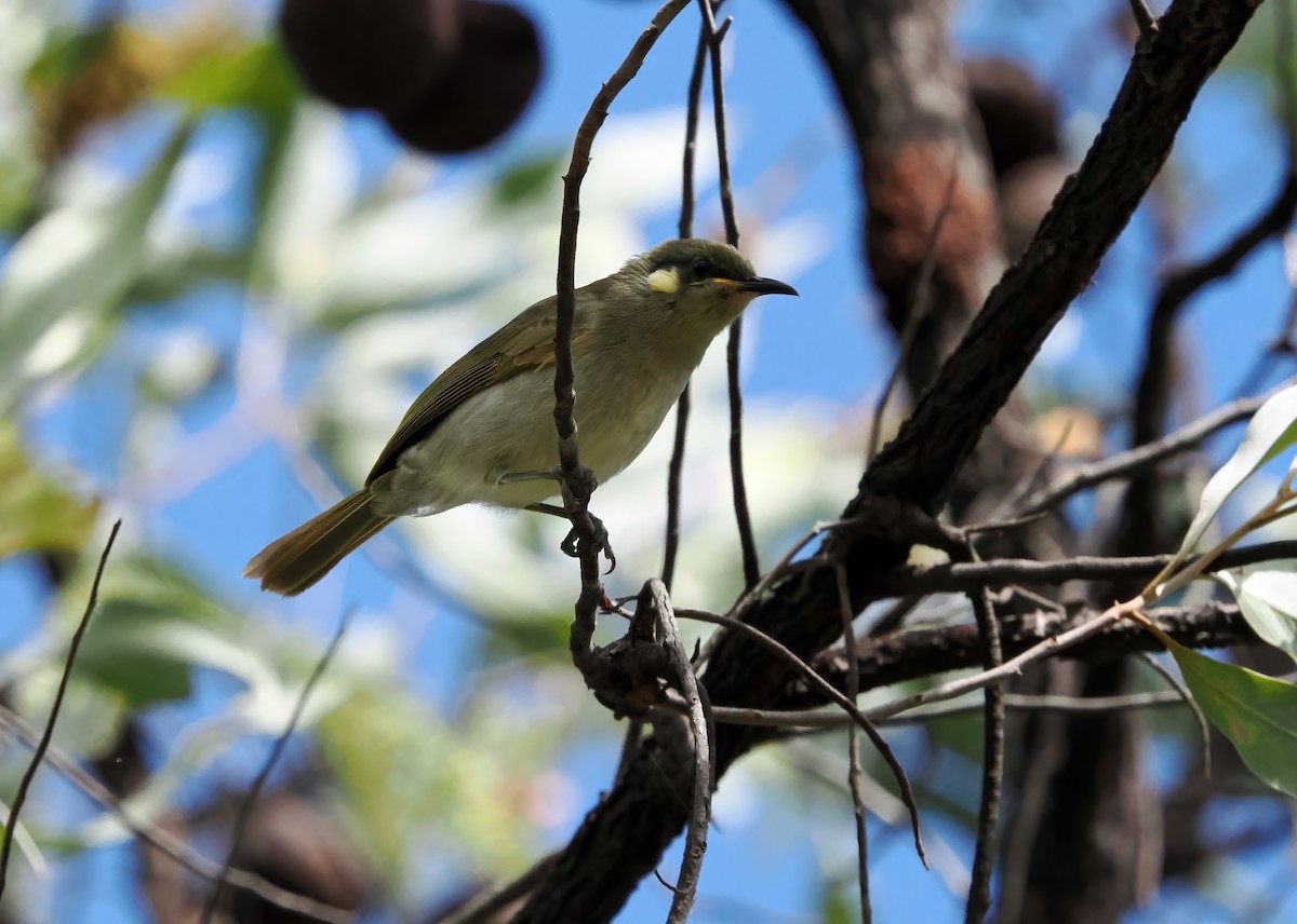 Graceful Honeyeater - ML622859402