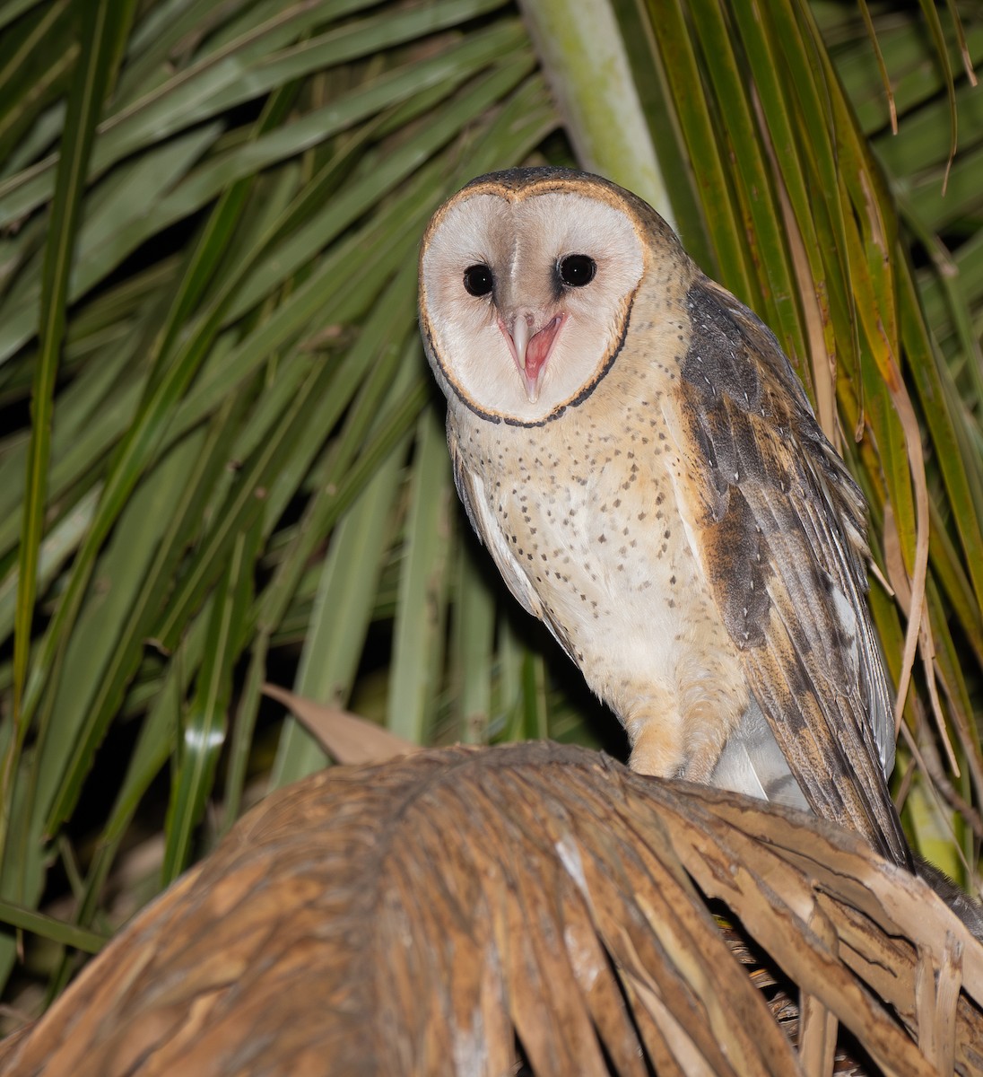 Barn Owl - Eduardo Faria