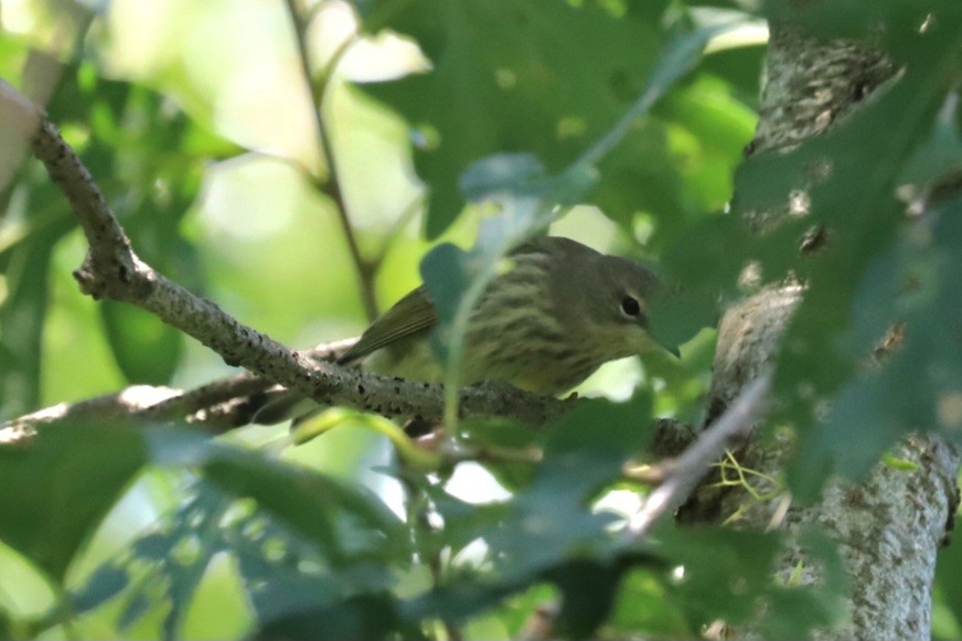 Cape May Warbler - ML622859438