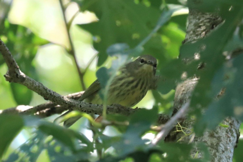 Cape May Warbler - ML622859439