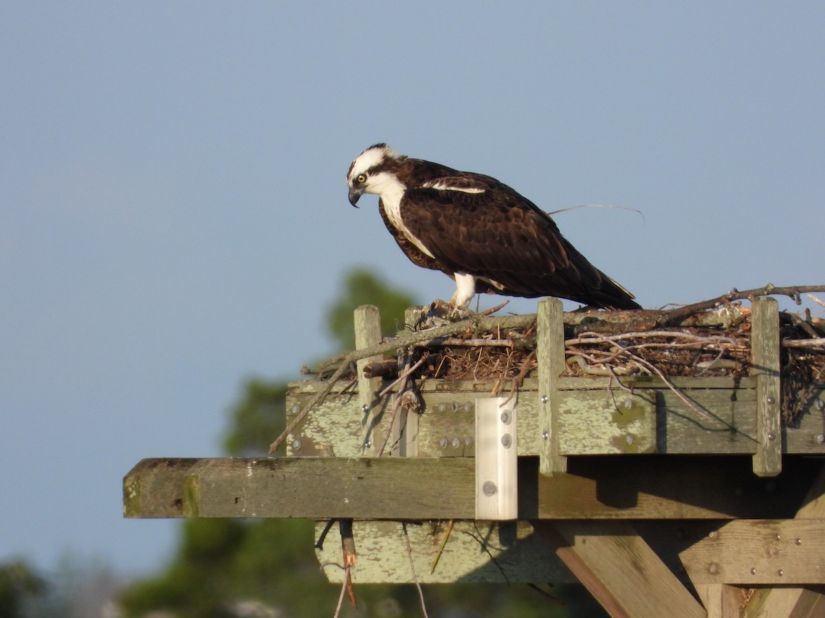 Osprey - ML622859475