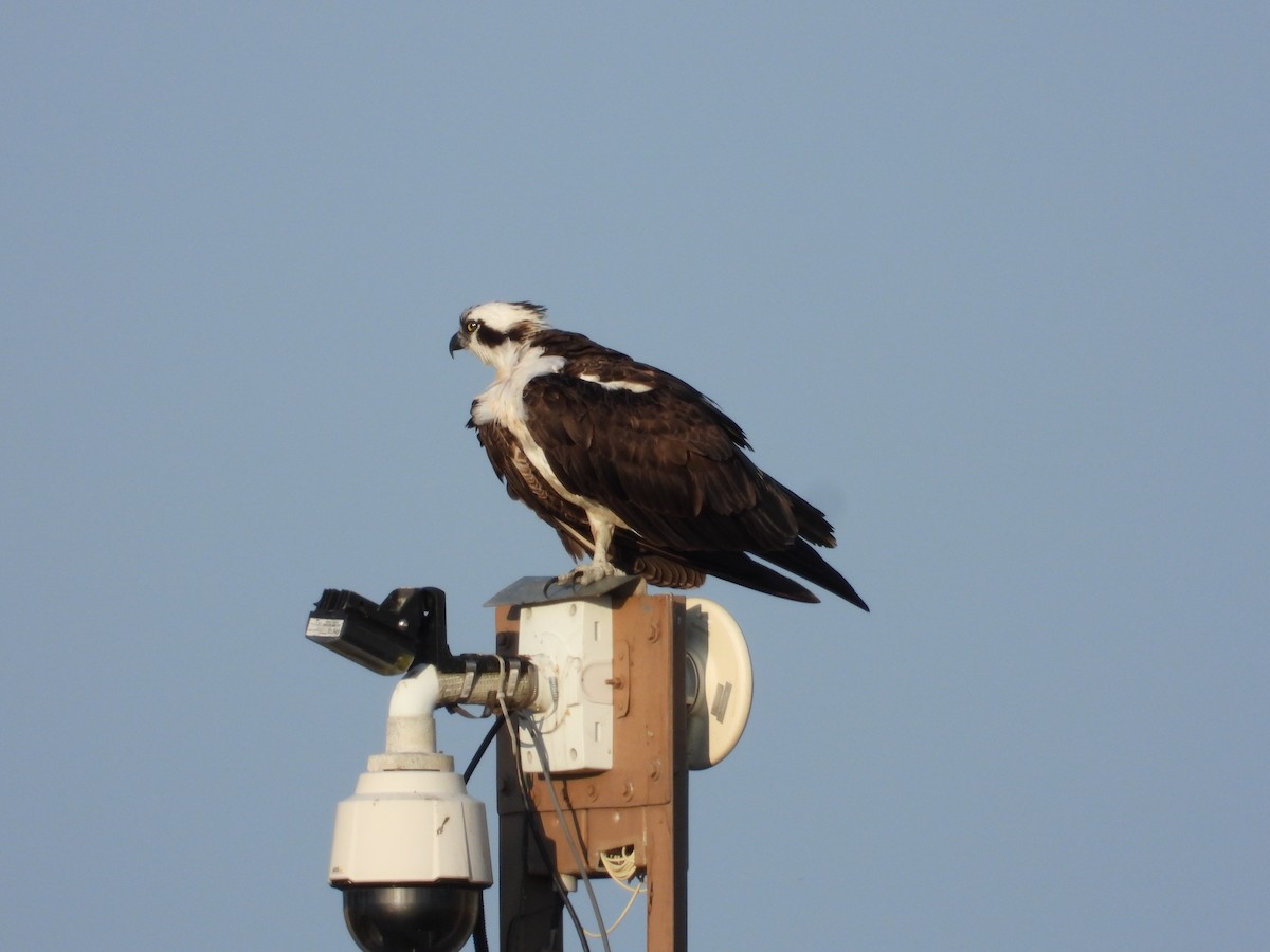 Osprey - ML622859476