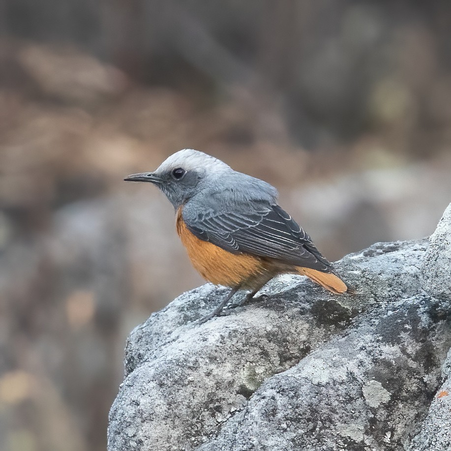 Short-toed Rock-Thrush - ML622859490
