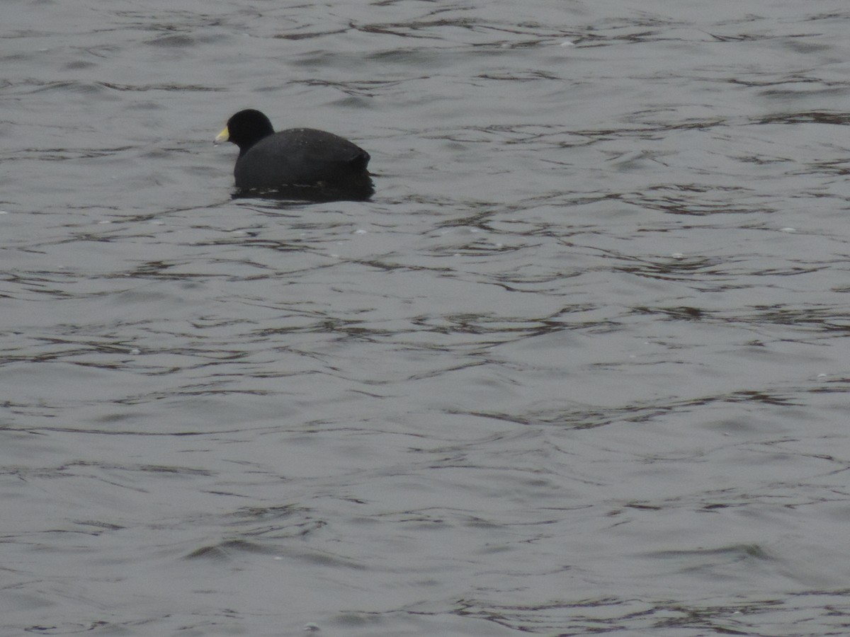 American Coot - Yenny paola Rodríguez Parrado