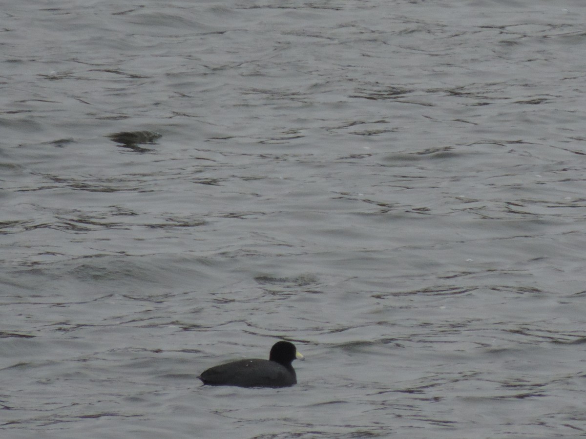 American Coot - Yenny paola Rodríguez Parrado