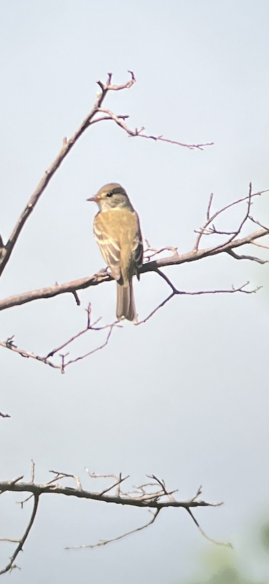 Alder Flycatcher - Ryan Salsman