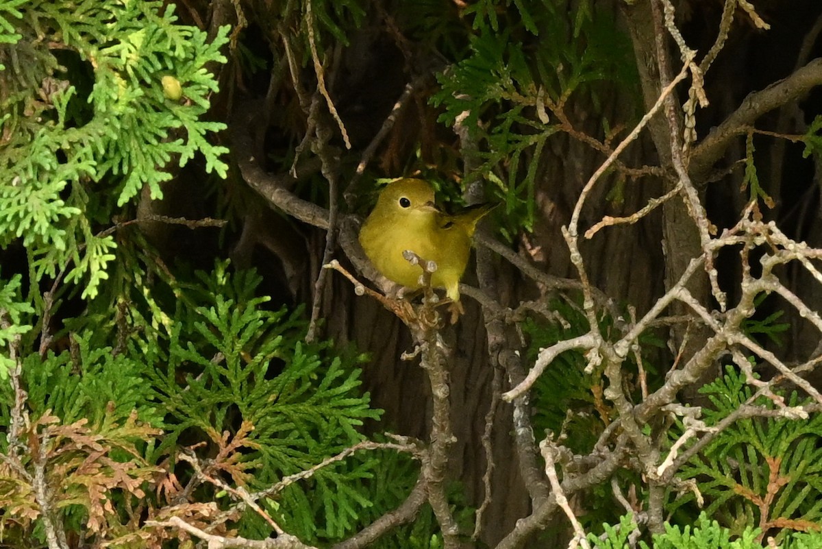 Yellow Warbler - Mary Ann Dudragne