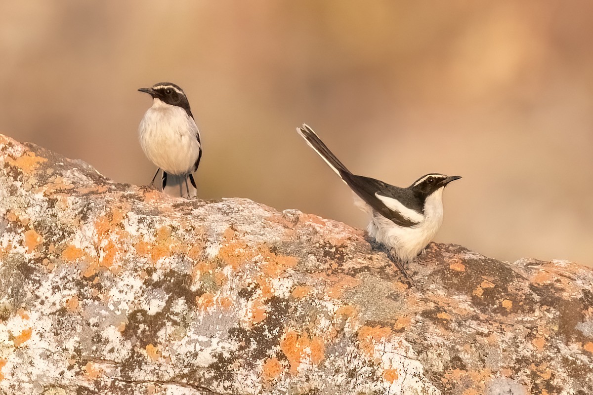 Angola Cave-Chat - ML622859523