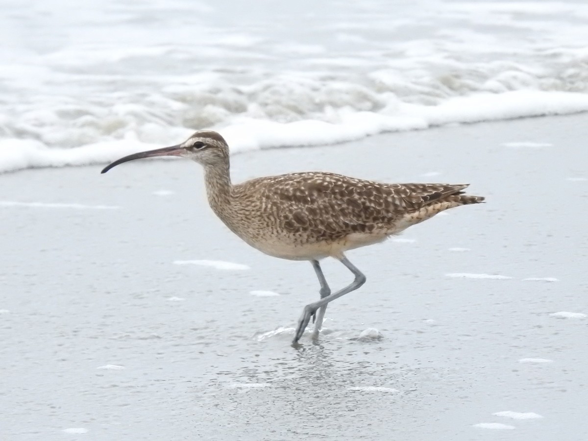 Whimbrel - Juan Carlos🦉 Crespo