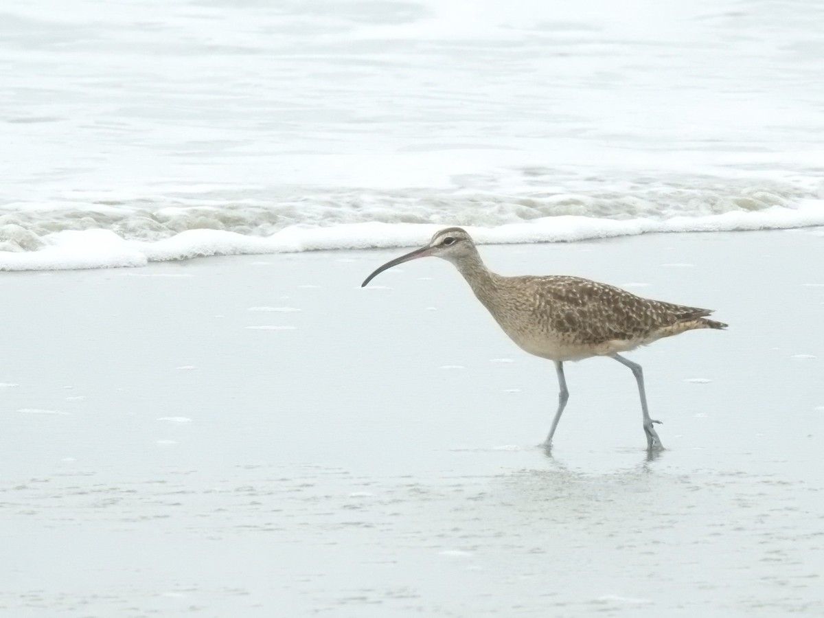 Regenbrachvogel - ML622859572