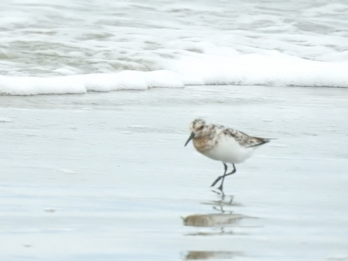 Sanderling - ML622859621