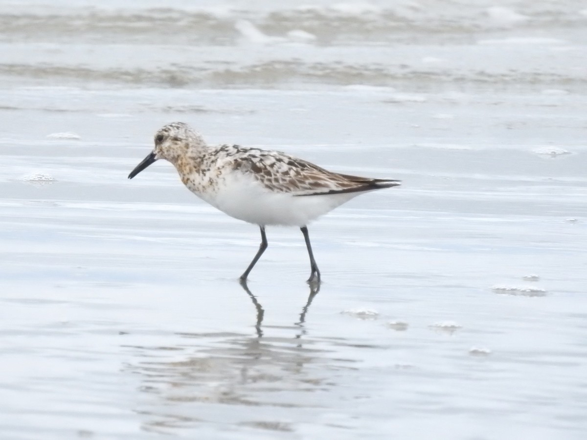 Sanderling - Juan Carlos🦉 Crespo