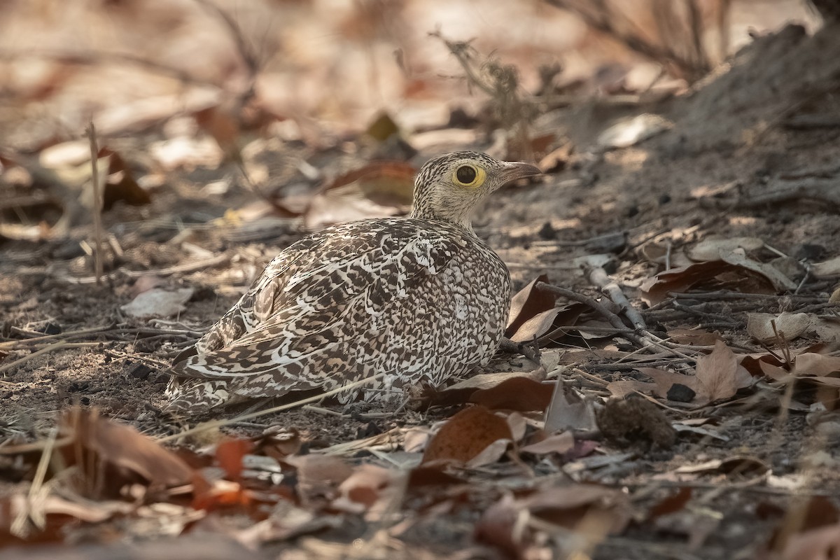 Double-banded Sandgrouse - Pritam Baruah