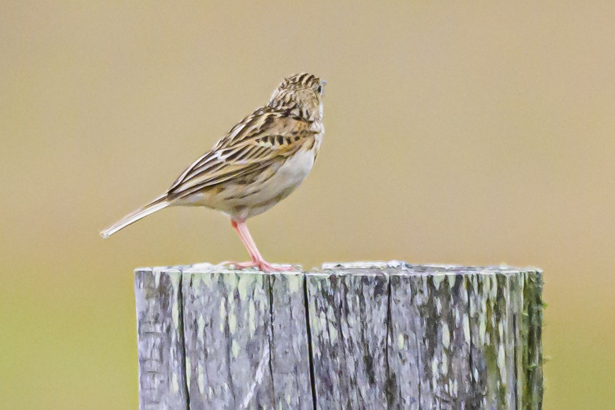 Hellmayr's Pipit - Amed Hernández