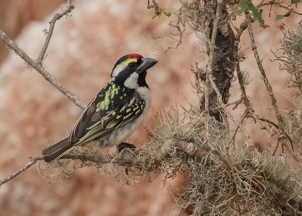 Pied Barbet - ML622859679